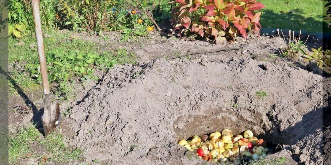 Как от гнилых яблок и груш получить пользу: способ утилизации гнилых фруктов с пользой для участка