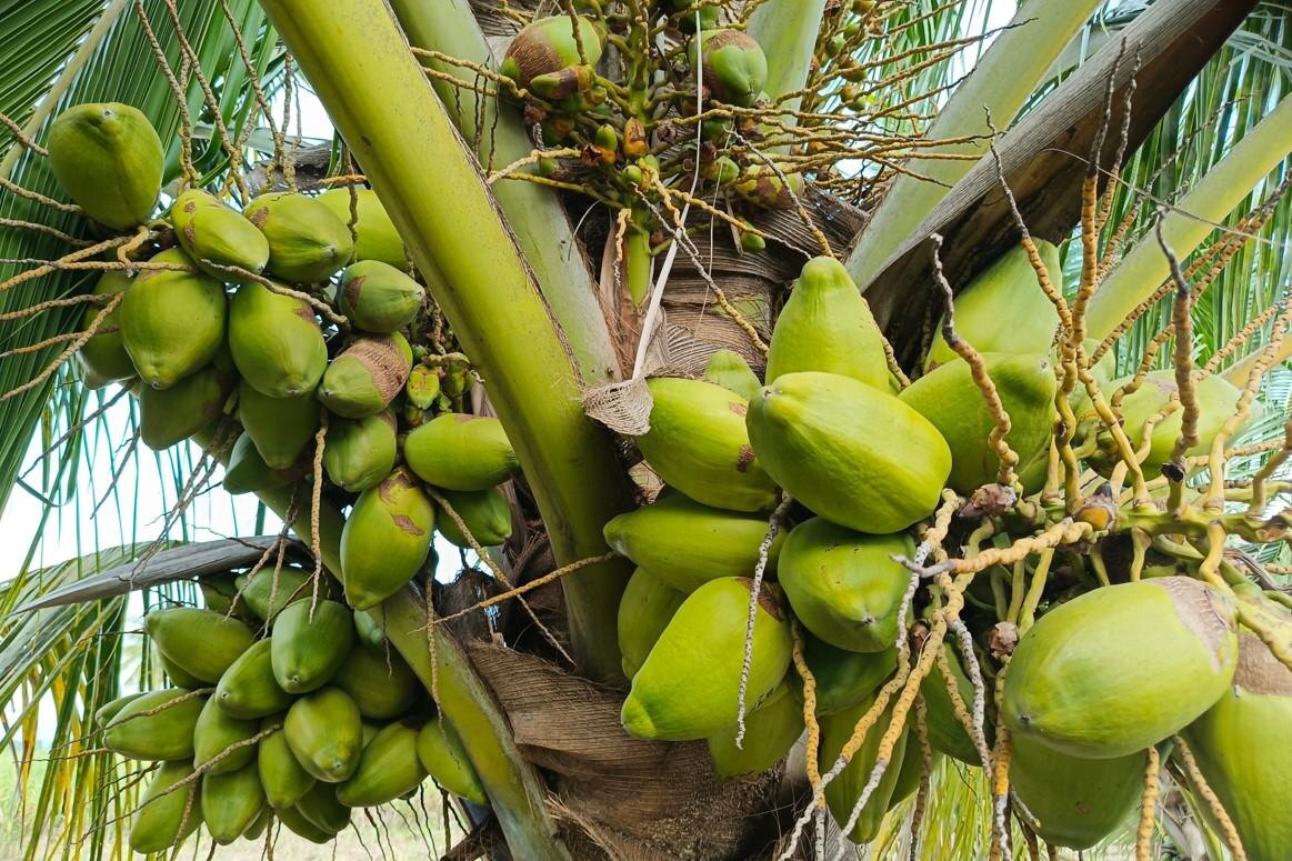 Panthal Rajan / Shutterstock / FOTODOM📷Кококс созревает почти год