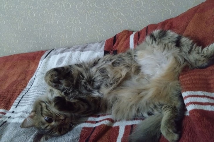    кота