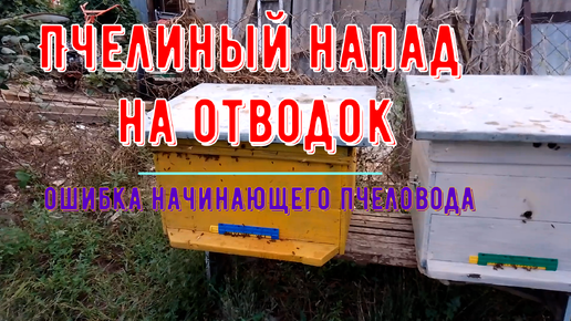 Сегодня меня ограбили пчелы!!!