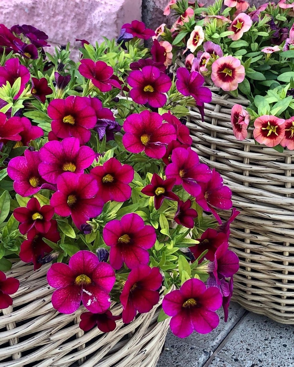    Соцсети блогера raya_shik_