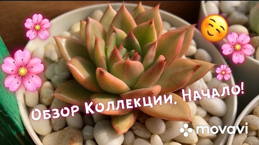 Обзор коллекции Эхеверий, Начало…🌸