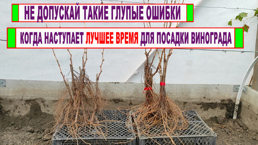 🍇 Никогда НЕ ВЫСАЖИВАЙ и не пересаживай ВИНОГРАД в ЭТО ВРЕМЯ. Лучшее время для посадки винограда!