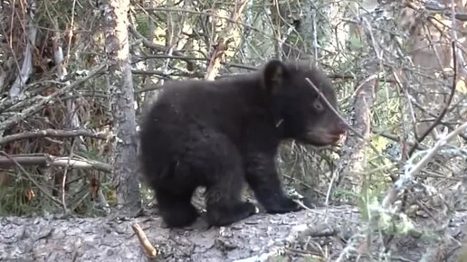 下载视频: ♻️ Видео для релакса ✨ | Невероятно миленькие 😍 Медвежата 🐻