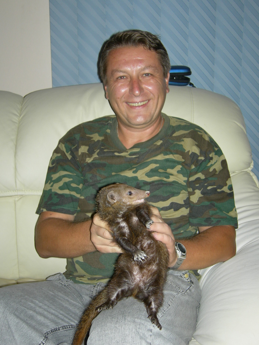 С главной героиней этой публикации мы успели крепко подружиться. Любимица обитателей "Русского дома" - либерийская мангустиха Дора... Фото из личного архива автора