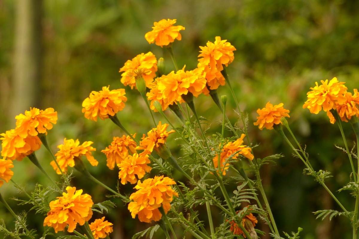 Фото: Alejandro Bayer Tamayo / Wikimedia Commons