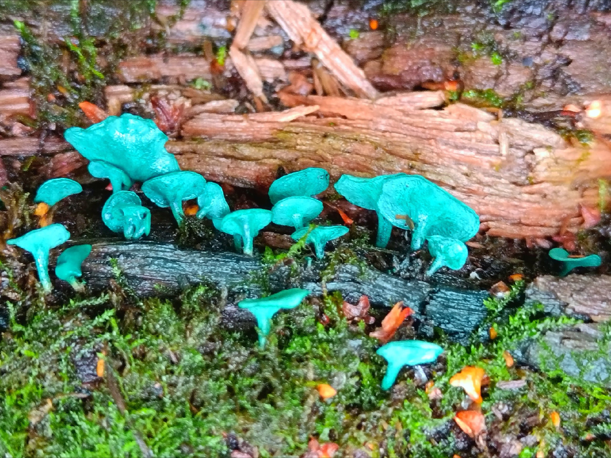 Бирюзовые грибы.