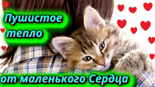 Неоценимый дар который нам дарят Кошки