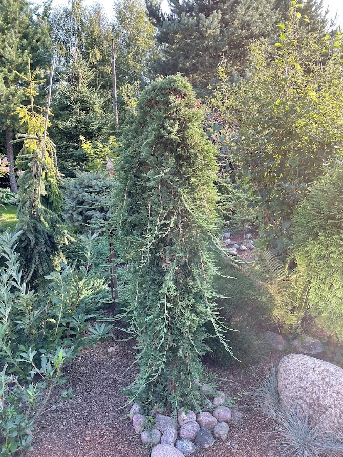 2024 Juniperus horyzontalis Wiltonii