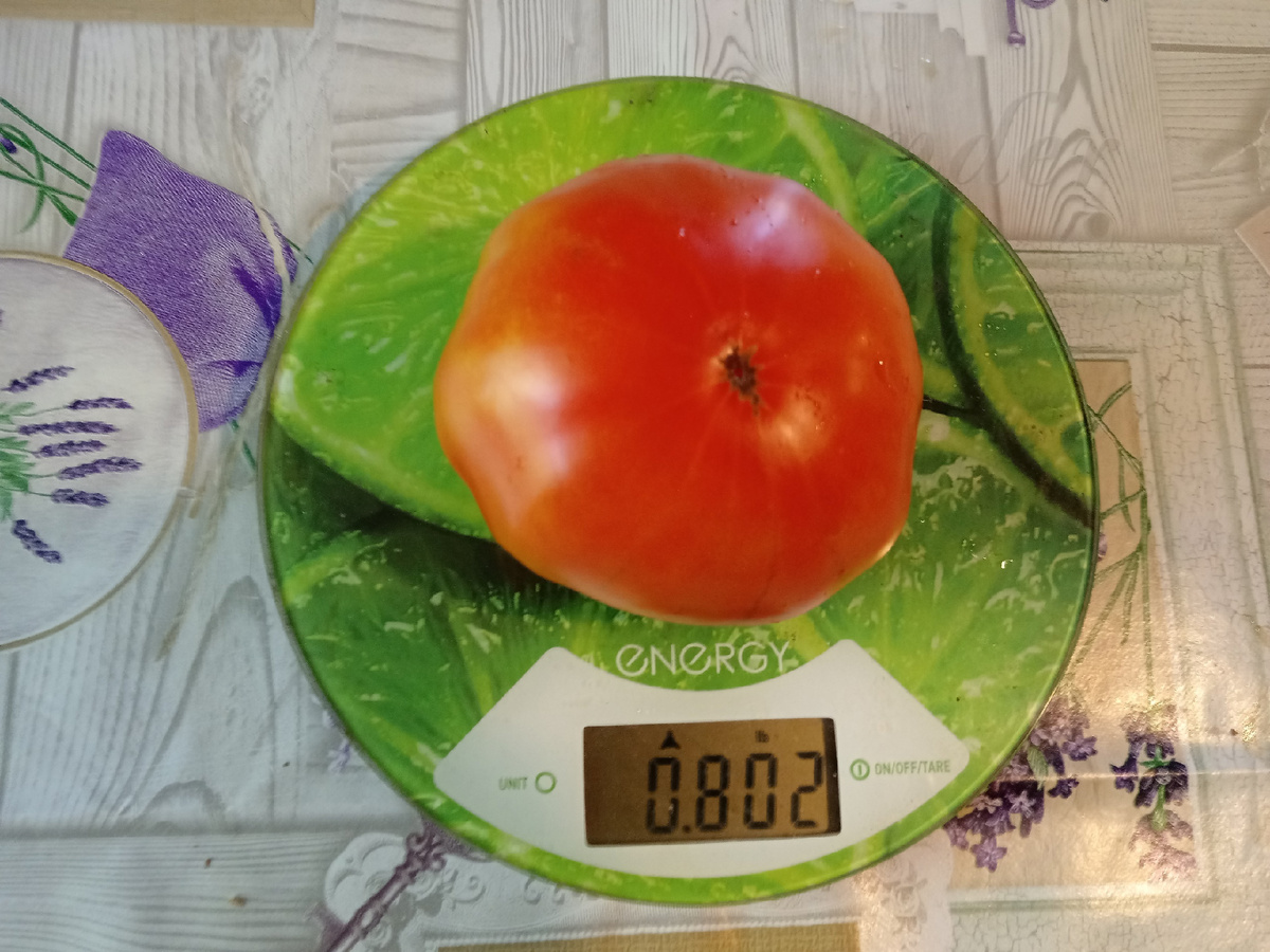 Шуктинский великан.