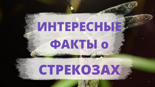 ИНТЕРЕСНЫЕ ФАКТЫ о СТРЕКОЗАХ. Насекомые, которые видели, как появились и исчезли динозавры на Земле