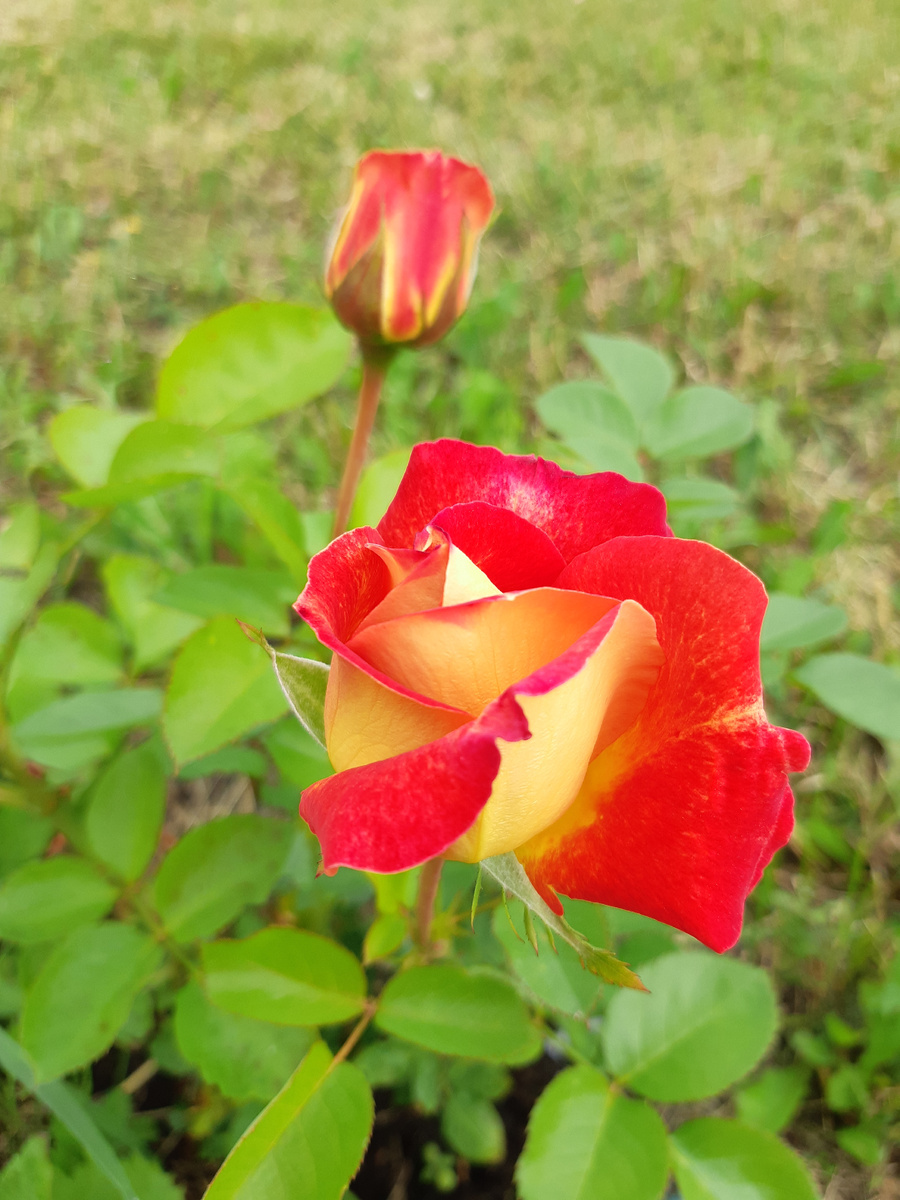 Почвопокровная розочка Мосдаг