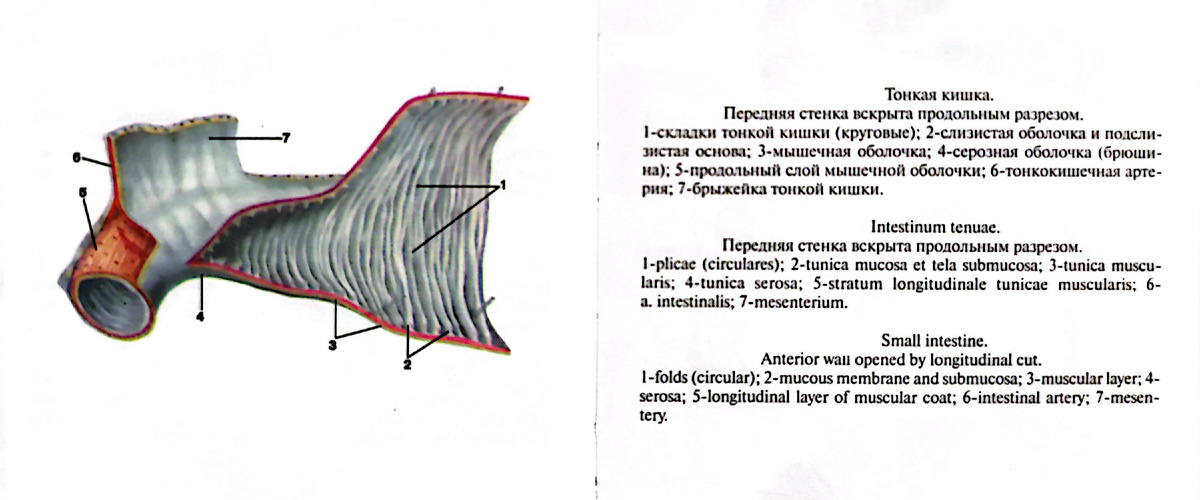 Тонкая кишка. 
