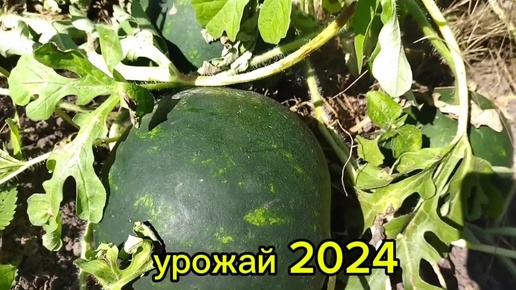 🍉Урожай 2024🏡Домик в деревне