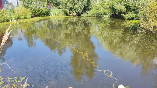 Обитатели водоёмов СНТ Электросила в Ленинградской области