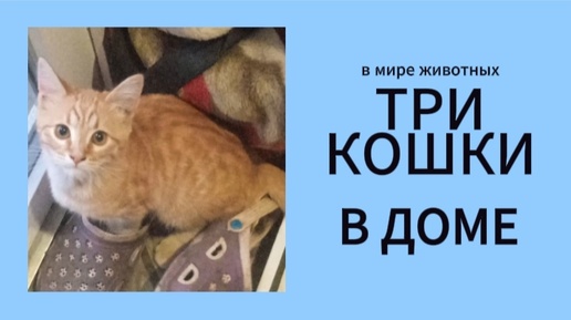 Три кошки в доме