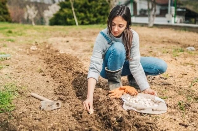    Через сколько сантиметров между бороздками сажать чеснок?