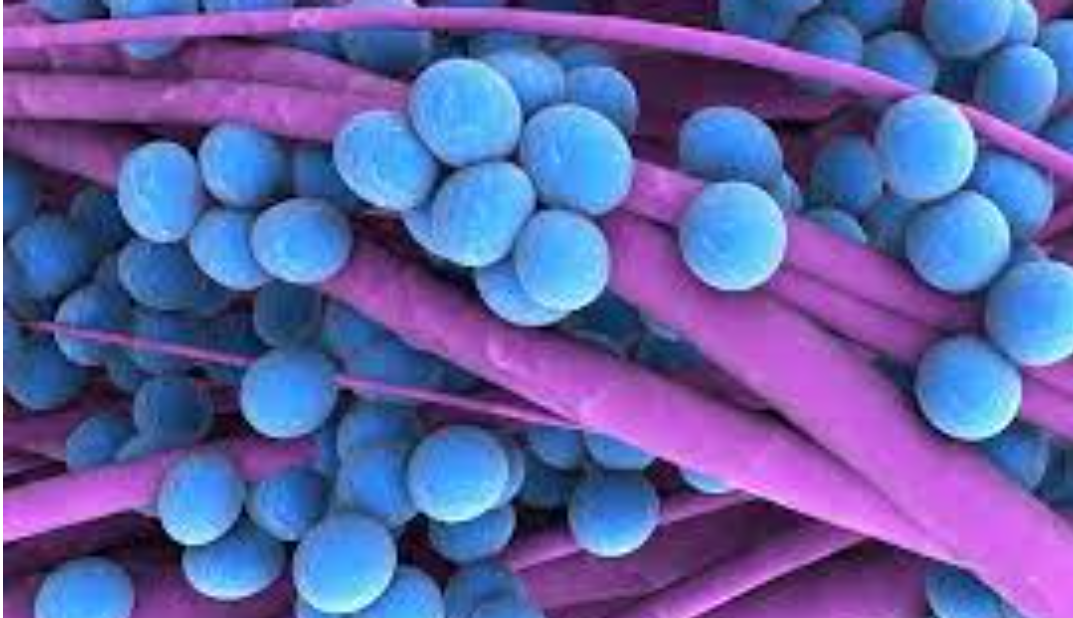 Иллюстрация: health.clevelandclinic.org