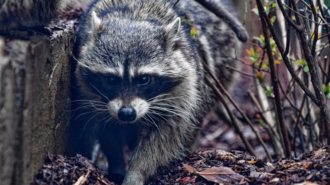    Komsomolskaya Pravda/Globallookpress