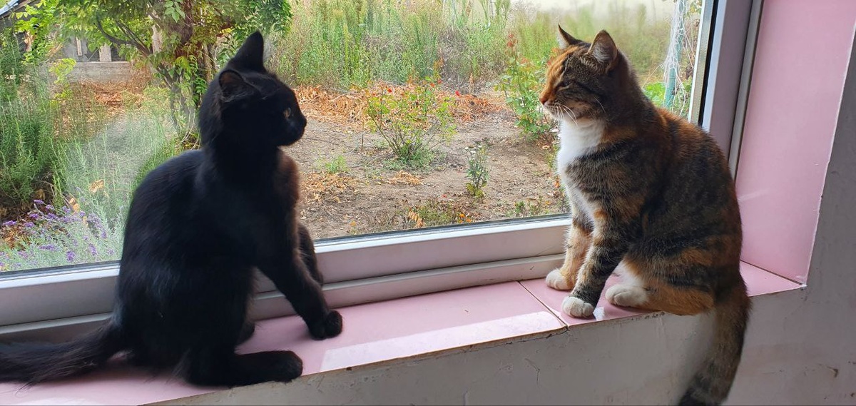 Мурчик и Алиска