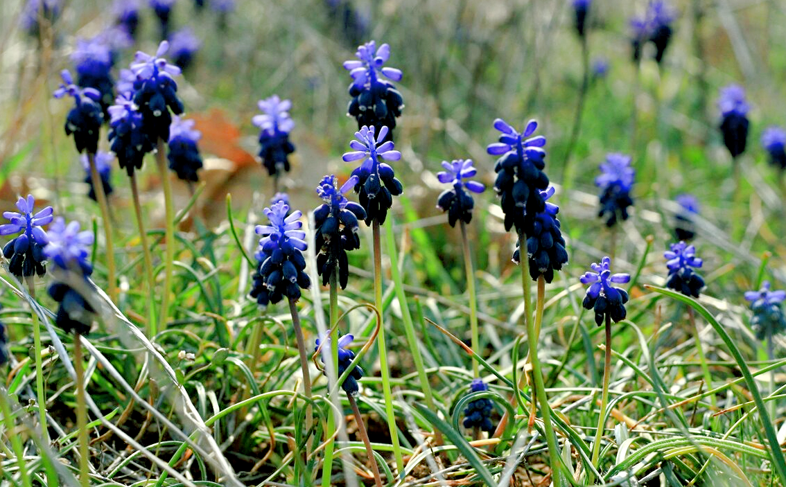 Источник фото: e-shop.valentine.gr