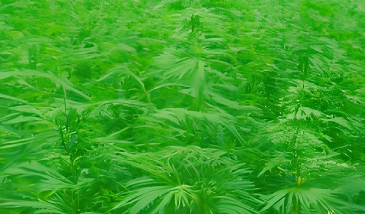    Разработки биопестицидов для коноплеводства начинают получать первые гранты