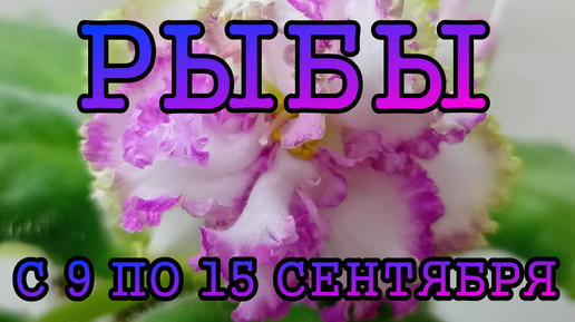 РЫБЫ таро прогноз на неделю с 9 по 15 СЕНТЯБРЯ 2024 года.