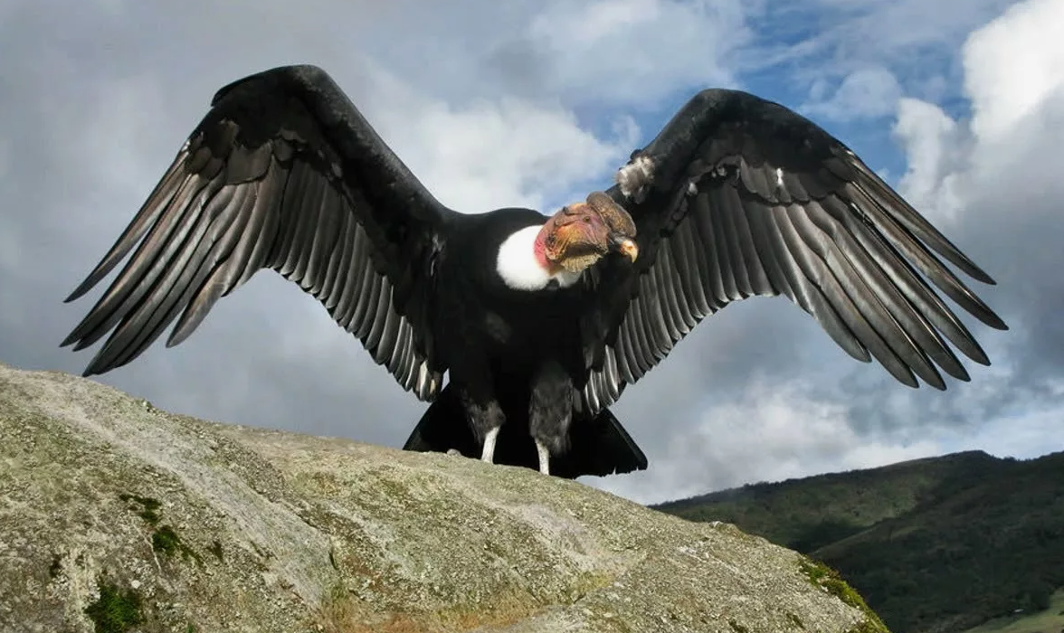 Андский кондор (Vultur gryphus)