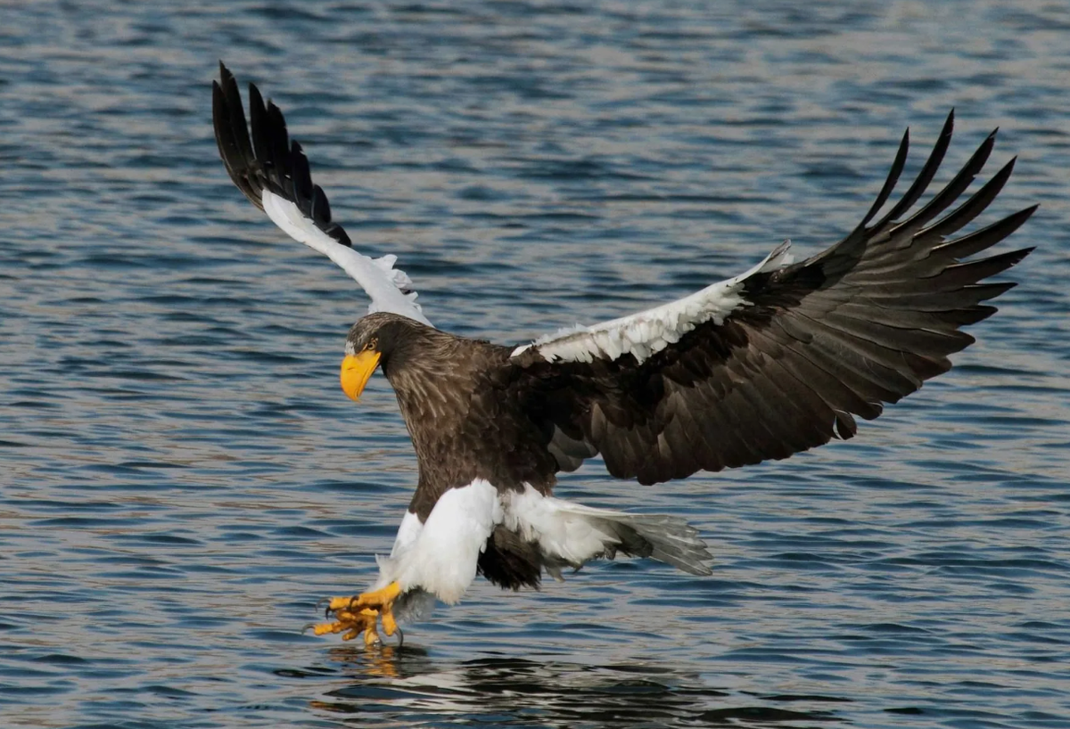 Морской орел (Haliaeetus pelagicus)