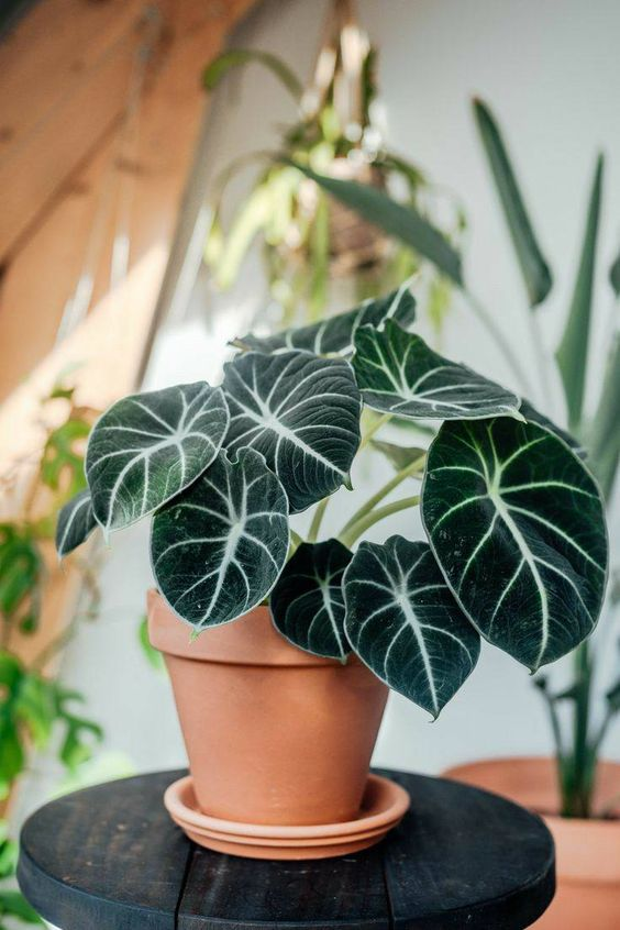 Алоказия Блэк Вельвет (Alocasia Black Velvet)
