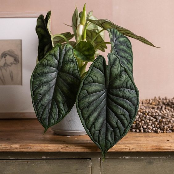 Алоказия Чешуя дракона (Alocasia Dragon Scale)
