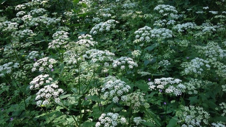 "От сныти легко избавиться, если знать где её слабое место": Уничтожаем упрямый сорняк на даче
