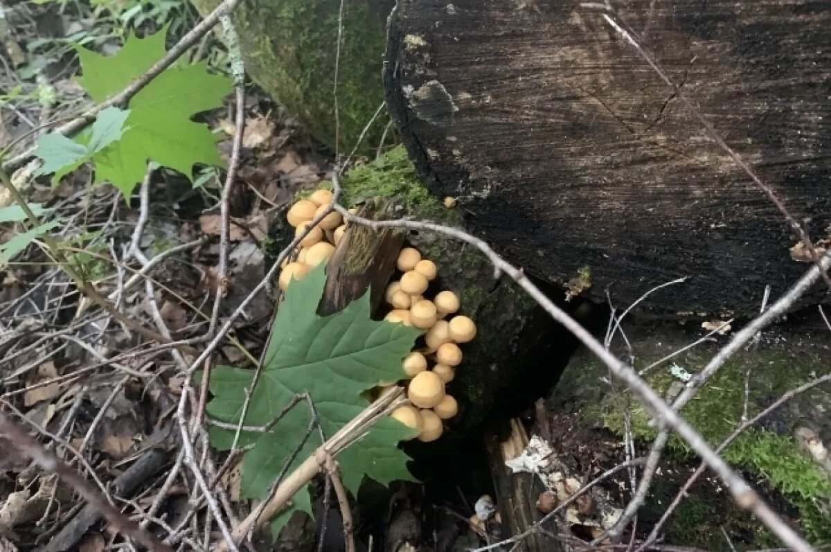    В лесах Новосибирской области появились опята