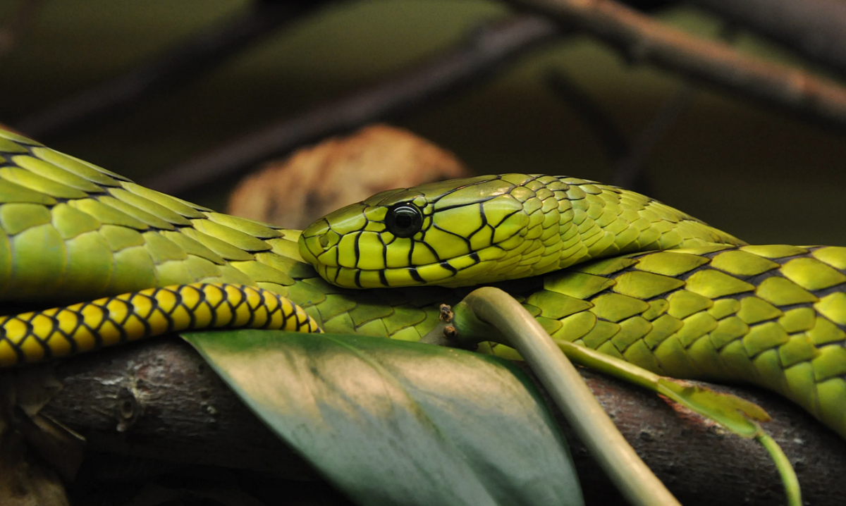 Зеленая мамба (Dendroaspis angusticeps)