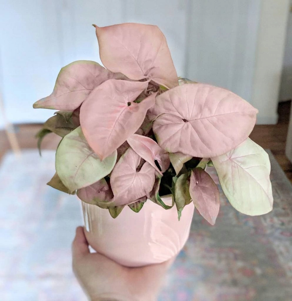 Сингониум Neon Robusta