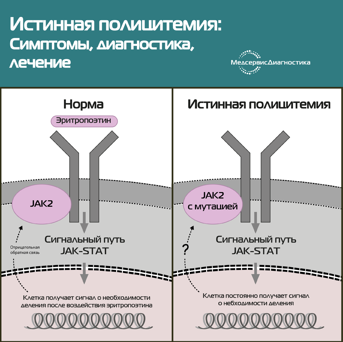 полицитемия схема