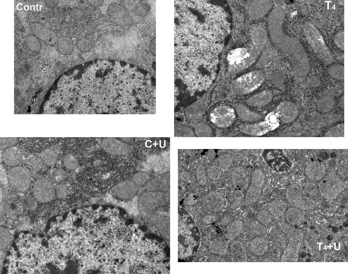 Ультраструктура митохондрий печени крыс: контроль (contr), контроль+уридин (C+U), при экспериментальном гипертиреозе (T4) и экспериментальном гипертиреозе+уридин (T4+U).