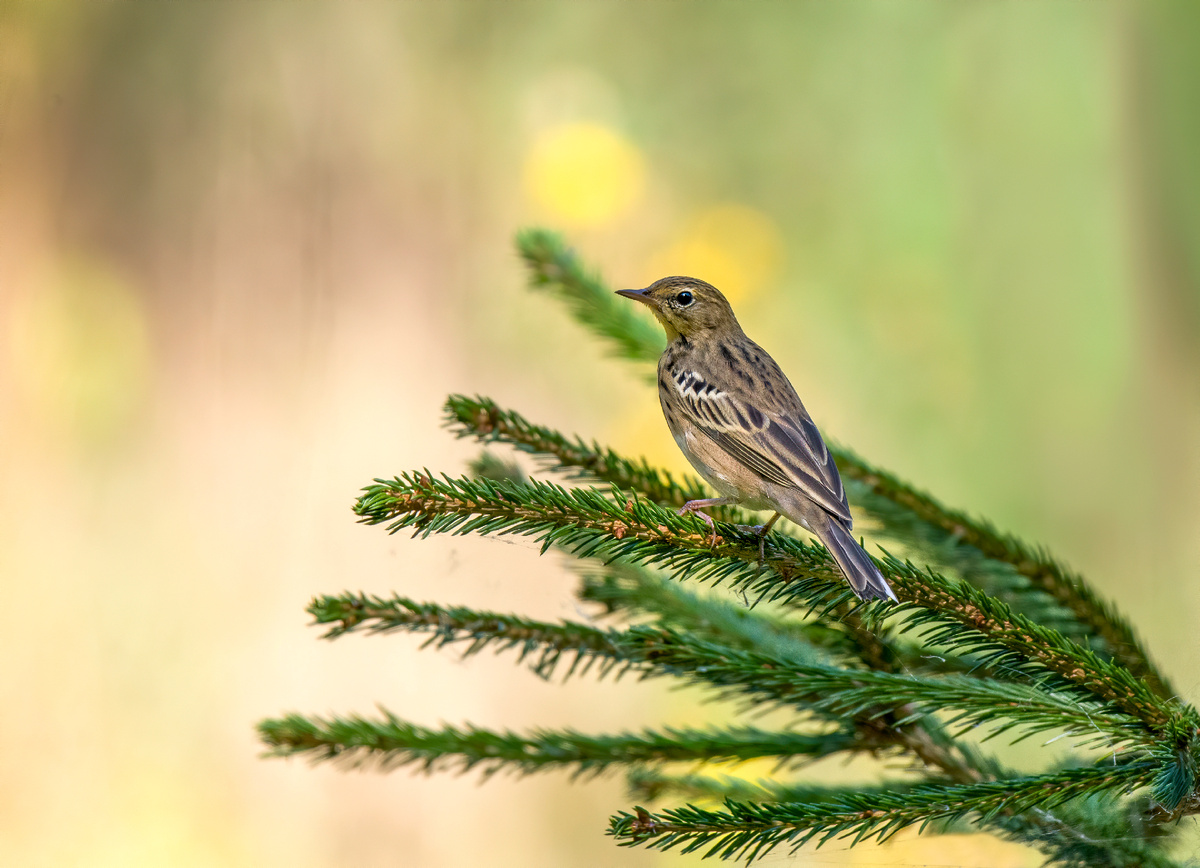 Лесной конёк