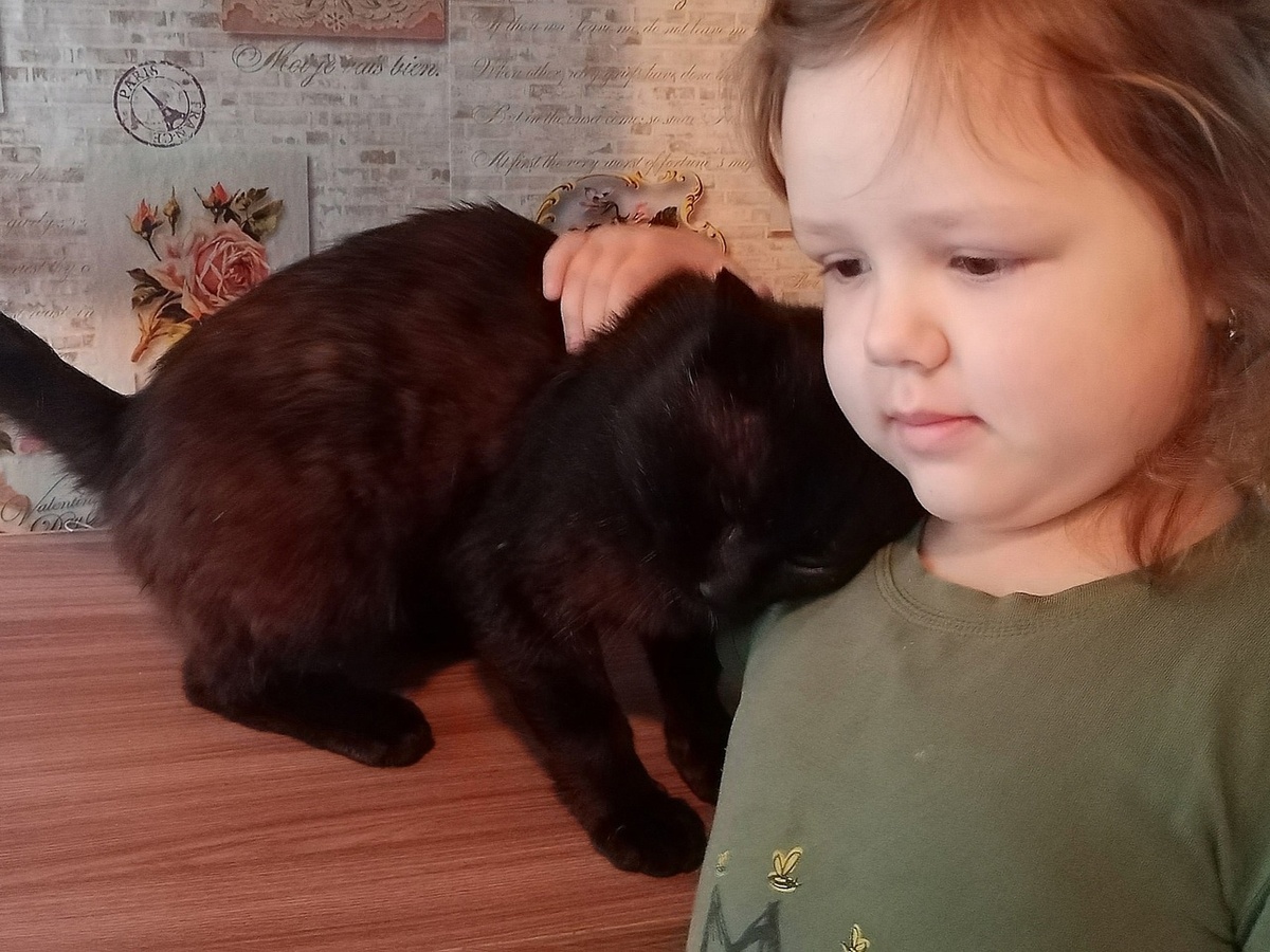 Жизнь черного кота изменилась в один миг