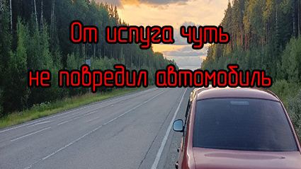 От испуга чуть не повредил автомобиль.