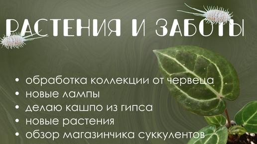 Растения и заботы: Обработка от вредителей, новые лампы, магазин суккулентов и кашпо из гипса.