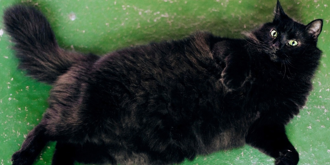 Шикарный котофей Космос с изумрудными глазками ждёт своё счастье почти ГОД!