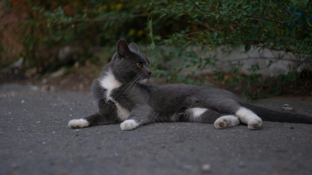 Картинка с бесплатного фотостока https://unsplash.com, автор Artem Lazarev