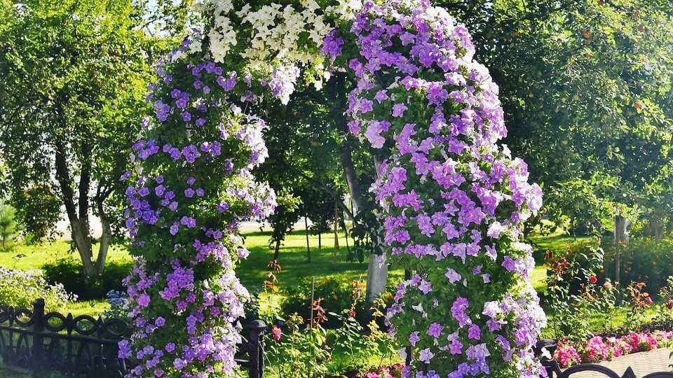 Вот что получается, когда правильно ухаживаешь за клематисом осенью!