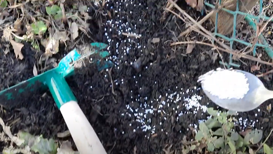 Правильная подкормка осенью - залог пышного цветения клематиса в будущем году