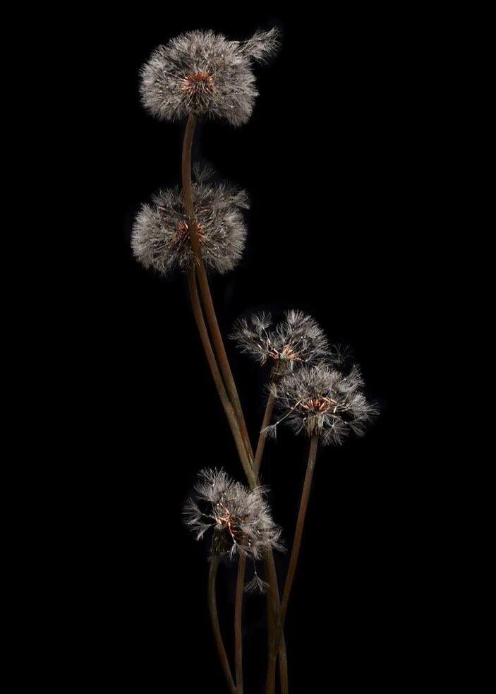 Источник: сайт shotasuzuki