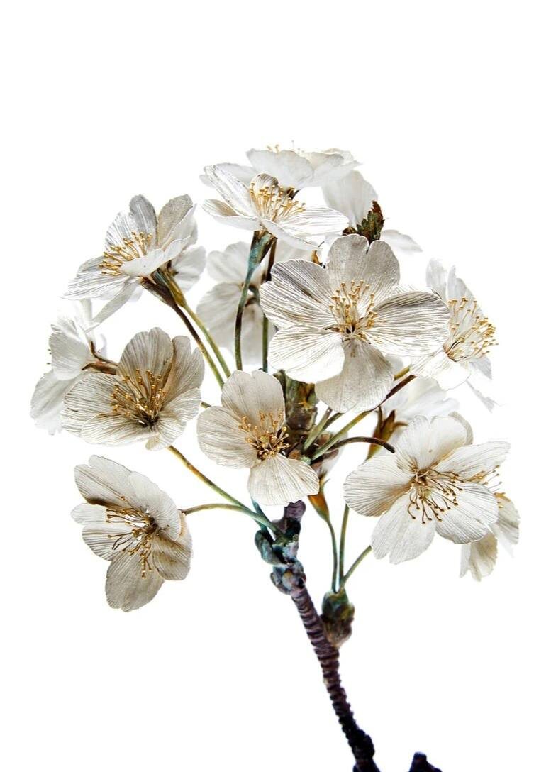 Источник: сайт shotasuzuki