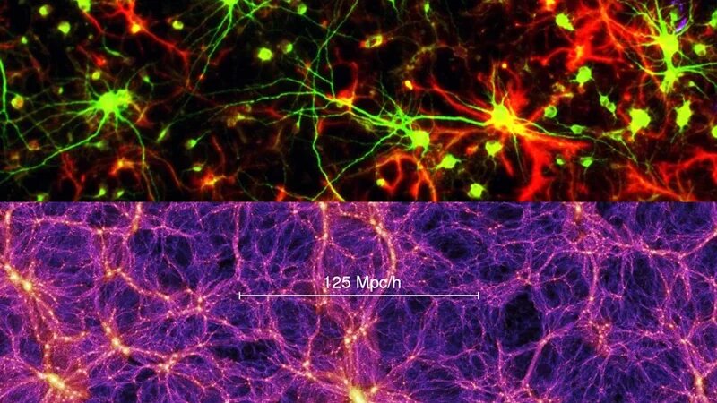 Вверху: фотография сети нейронов головного мозга. Внизу: изображение моделирования структуры космической паутины. (epoch.org.il)