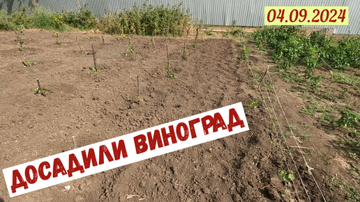 Краснодарский край. Досадили виноград(04.09.2024)