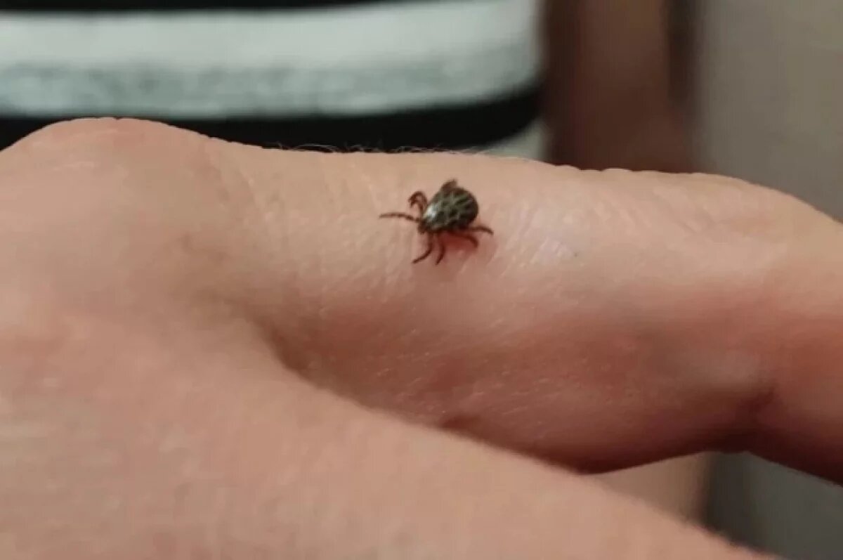    Клещи стали реже кусать жителей Тверской области